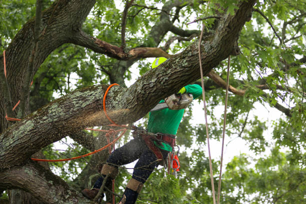 Best Utility Line Clearance  in Kahuku, HI